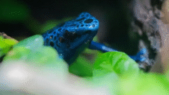 ਡੱਡੂ ਦਾ ਉਹ ਕਿਹੜਾ ਖ਼ਤਰਨਾਕ ਜ਼ਹਿਰ ਹੈ ਜਿਸ ਰਾਹੀਂ ਰੂਸ ਦੇ ਵਿਰੋਧੀ ਧਿਰ ਦੇ ਆਗੂ ਦਾ ਕਥਿਤ ਤੌਰ ਉੱਤੇ ਕਤਲ ਕੀਤਾ ਗਿਆ