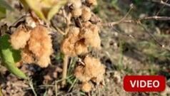 காணொளி: பழுப்பு நிறத்தில் விளையும் பருத்தி அறிமுகம்