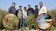 કાશ્મીરની ઠંડીમાં પણ ઊગી શકે તેવી તુવેરની જાત વિકસાવવા ચાલી રહેલા સંશોધનથી તુવેરદાળ સસ્તી થશે?