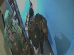 মিরপুরের বিহারি ক্যাম্পের একটি বাসায় সেনা অভিযানে কী ঘটেছিল?