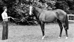 દુનિયાના સૌથી મોંઘા રેસના ઘોડાને બુકાનીધારી ઉઠાવી ગયા, વણઉકેલ્યું રહસ્ય