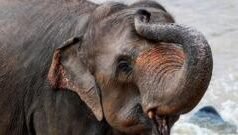 தமிழகத்தில் 10 ஆண்டுகளில் யானைகள் தாக்கி 522 பேர் பலி – வனத்துறை அறிக்கையும் நடவடிக்கையும் என்ன?