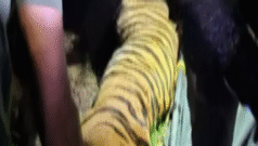 పులిని పట్టుకున్నారు.. రాజమండ్రి చుట్టుపక్కల తిరుగుతూ ఎలా దొరికిపోయిందంటే..