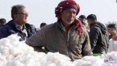 ભારત-યુએસ ટ્રેડ ડીલનો કિસાન સંગઠનો દ્વારા વિરોધ, કપાસ ઉગાડનારા ખેડૂતોને શું અસર કરશે?