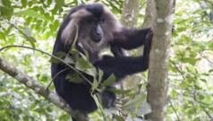 சிங்கவால் குரங்குகள் நகரங்களுக்கு வருவதால் காடுகளுக்கு பாதிப்பா? 40 ஆண்டு ஆய்வு கூறுவது என்ன?