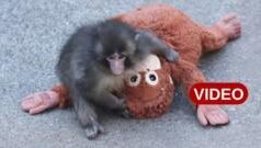 తల్లికి దూరమై.. బొమ్మకు దగ్గరై..