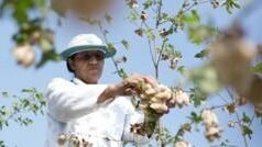 पांढरा नव्हे तपकिरी कापूस! रंगीत कापूस उत्पादनाचा प्रयोग नागपुरात यशस्वी; यामुळे किती, कसा फायदा?