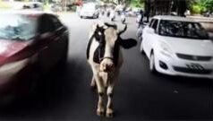 ગુજરાત : રખડતાં પશુઓના કારણે કોઈનું મૃત્યુ થાય તો જવાબદારી કોની?