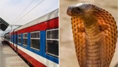 انڈیا کے جنگلات میں رہنے والے زہریلے سانپ ٹرین پر سفر کیوں کرنے لگے ہیں؟