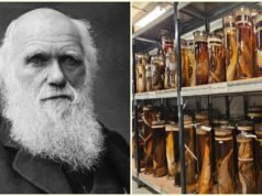 Darwin knew the answer in 1838, so why did he wait 20 years?