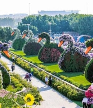 dubai-miracle-garden2.jpg