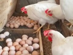 Saudi Arabia Bans Poultry Imports From India, 39 Other Nations