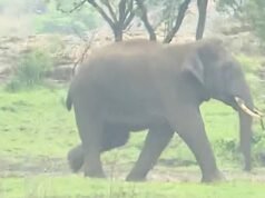 ആറളം ഫാമിൽ കാട്ടാനയുടെ ആക്രമണത്തിൽ യുവാവിന് ദാരുണാന്ത്യം