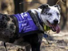 ‘Best boy’: koala saviour Bear hangs up rescue boots