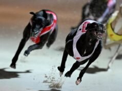 Canine race in greyhounds has a lot of betting and welfare problems.