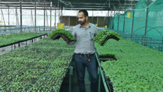 ગ્રાફ્ટિંગ : પ્રથમ પ્રયોગમાં જ 25 લાખની આવક, એ ટેકનિક જેનાથી ખેતીમાં ઉપજ ત્રણ ગણી થઈ જાય