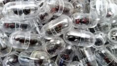 2000 ਕੀੜੀਆਂ ਦੀ ਹੋ ਰਹੀ ਸੀ ‘ਤਸਕਰੀ’, ਹਵਾਈ ਅੱਡੇ ‘ਤੇ ਤਲਾਸ਼ੀ ਦੌਰਾਨ ਖੁਲਾਸਾ ਹੋਇਆ, ਇਹ ਕੀੜੀਆਂ ਕਿੰਨੀਆਂ ਖ਼ਾਸ ਹਨ