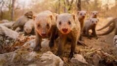 జంతువుల్లోనూ ‘హిట్లర్, స్టాలిన్, ఈదీ అమీన్’ లాంటి ఆధిపత్య మనస్తత్వాలు ఉంటాయా?