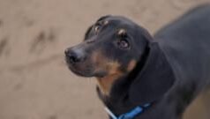 తోడేళ్ల సంతతి నుంచి వచ్చిన కుక్కలు మనుషులకు ఎలా దగ్గరయ్యాయి? ఈ చిన్న దవడ ఎముక చెబుతున్న చరిత్రేంటి?