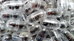 220 ڈالر کی ایک چیونٹی: کینیا میں منافع بخش کاروبار یا جنگلی حیات کی سمگلنگ کا نیا محاذ؟