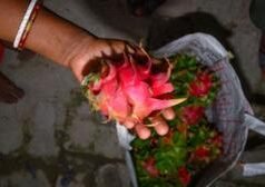 કાંટાળા કેક્ટસના ફળથી દેશના ખેડૂતો કઈ રીતે માલામાલ થઈ રહ્યા છે?