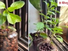 मनी प्लांट की तरह पानी में भी उग जाएगा तुलसी का पौधा, बार-बार सूख जाता है तो सीखें ये तरीका!