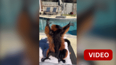 காணொளி: காலை வெயிலில் சூரியக் குளியல் போடும் ‘லெமூர்’