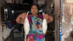 બંગાળની પ્રિય અને સામા પ્રવાહે તરતી હિલ્સા માછલીનું ઉત્પાદન ગુજરાતમાં એટલું થયું કે બરફ ખૂટી ગયો