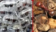 ਇੱਕ ਕੀੜੀ ਦੀ ਕੀਮਤ 21 ਹਜ਼ਾਰ ਰੁਪਏ, ਇਨ੍ਹਾਂ ਕੀੜੀਆਂ ਦਾ ਤਸਕਰ ਕੀ ਕਰਦੇ ਹਨ