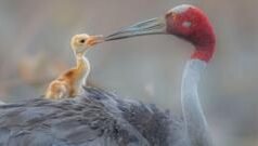 వైల్డ్లైఫ్ ఫోటోగ్రఫీ: విజేతలుగా నిలిచిన కొన్ని ఫోటోలు ఇవే, చూశారా?