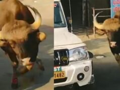 മറയൂര് ടൗണില് ഭീതിവിതച്ച് കാട്ടുപോത്തിന്റെ പരാക്രമം; രണ്ട് പേര്ക്ക് പരുക്ക്,ഹോട്ടലില് വന് നാശനഷ്ടം