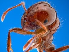 ‘Lifestyle’ at stake: Barnaby Joyce warns of $2bn fire ant problem