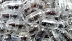 ٹیسٹ ٹیوبز اور ٹشو رولز میں چھپا کر دو ہزار ’ملکہ‘ چیونٹیوں کو سمگل کرنے کی کوشش