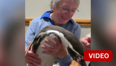 காணொளி: முதியோர் இல்லத்தில் இருந்தவர்களை மகிழ்வித்த பென்குயின்கள்