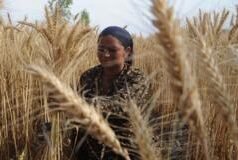 ਵਧੀ ਗਰਮੀ ਕਣਕ ਦੀ ਫਸਲ ਲਈ ਕਿੰਨੀ ਨੁਕਸਾਨਦਾਇਕ, ਜਾਮਣੀ ਧੱਬਿਆਂ ਦਾ ਕੀ ਹੈ ਕਾਰਨ ਤੇ ਮਾਹਰ ਦੇਖਭਾਲ ਲਈ ਕੀ ਸੁਝਾਅ ਦੇ ਰਹੇ