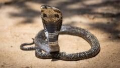 கப்பலில் பாம்புகளை கண்டு அஞ்சி நடுங்கும் ஊழியர்கள் – விசாகப்பட்டினத்தில் என்ன நடக்கிறது?