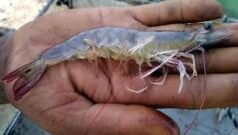 ఇరాన్ యుద్ధం ఆంధ్ర రొయ్యల రైతుల జేబుకు చిల్లు పెడుతోందా?