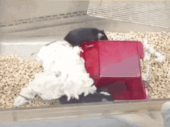 Mouse that lived on Chinese space station gives birth to 28 pups