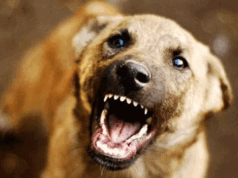 തെരുവു നായുടെ കടിയേറ്റ് കിടപ്പുരോഗിയായ വയോധിക മരിച്ചു