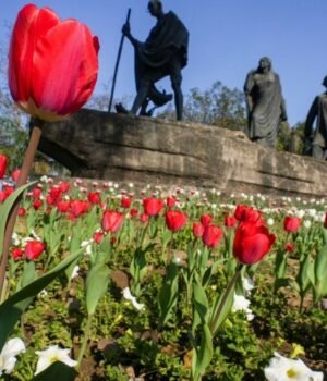 tulips-bloom-near-the-dandi-march-statue-at-the-delhi-tulip-festival-organised-by-the-new-delhi-muni-190549389-16x9.jpg