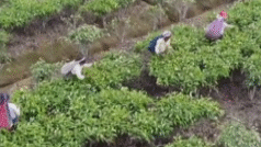 అస్సాం ఎన్నికల గురించి తేయాకు తోటల్లో కూలీలు ఏమంటున్నారు?