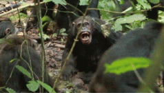 چمپینزیوں کے دو گروہوں میں آٹھ سال سے ’خونی خانہ جنگی‘ کیوں جاری ہے؟