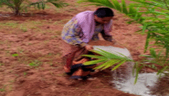 తెలంగాణ: ‘ఆయిల్ పామ్’ వైపు మళ్లితే ఏమవుతుంది?