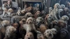 આ ઘરમાં 250 કૂતરાં કેમ ગોંધી રખાયાં હતાં?