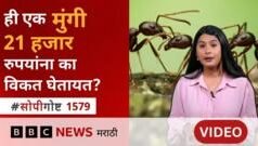 लोक ‘ही’ एक मुंगी 21 हजार रुपयांना का विकत घेत आहेत? हे तस्करीचं रॅकेट काय?