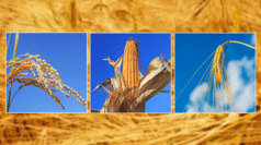 ਕਣਕ-ਚੌਲਾਂ ਨਾਲੋਂ ਕੀ ਕਿਨੋਆ ਤੇ ਜੌਂਅ ਵਰਗੇ ਪ੍ਰਾਚੀਨ ਅਨਾਜ ਤੁਹਾਡੇ ਲਈ ਵਧੇਰੇ ਫਾਇਦੇਮੰਦ ਹਨ?