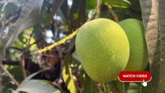 ગુજરાતના પાડોશી રાજ્યમાં થતી હાફુસ કેરી પર આ વર્ષે સંકટ