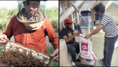 ਮੱਧ ਪੂਰਬ ਦੀ ਜੰਗ ਕਾਰਨ ਪੰਜਾਬ ਦੇ ਸ਼ਹਿਦ ਅਤੇ ਬਾਸਮਤੀ ਚੌਲ ਉਤਪਾਦਕ ਕਿਵੇਂ ਪ੍ਰਭਾਵਿਤ ਹੋ ਰਹੇ