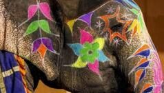 राजस्थानः गुलाबी हाथी की तस्वीर पर विवाद, क्या फ़ोटोशूट है मौत से जुड़ी वजह?