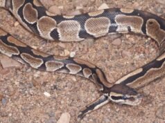 Python blood could pave way for new weight-loss drugs